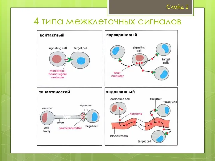 4 типа межклеточных сигналов Слайд 2