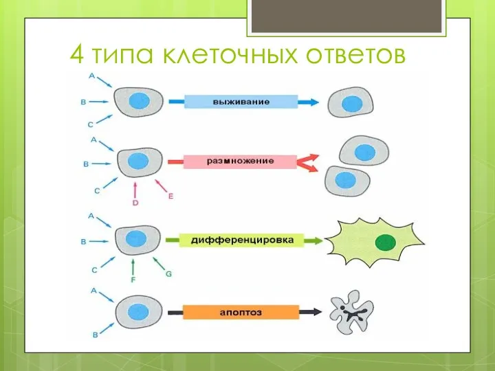 4 типа клеточных ответов