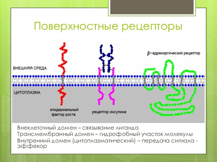 Поверхностные рецепторы Внеклеточный домен – связывание лиганда Трансмембранный домен –