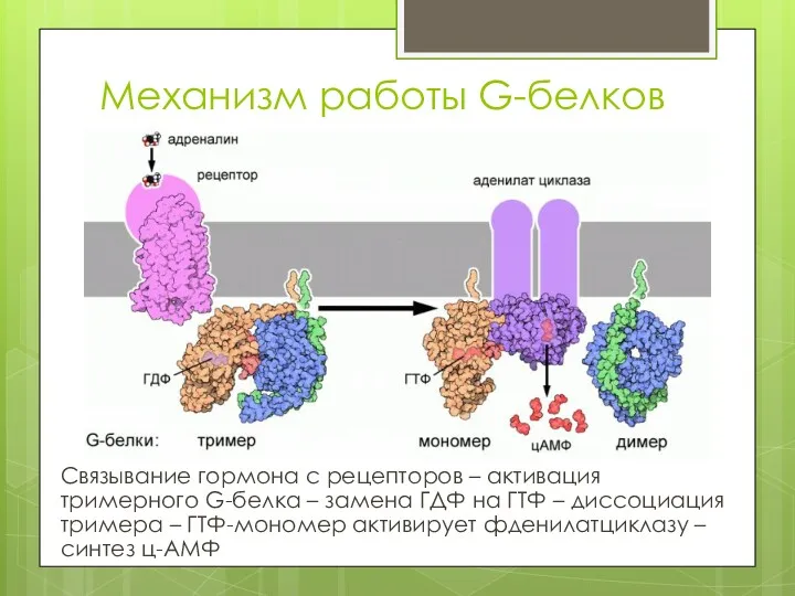 Механизм работы G-белков Связывание гормона с рецепторов – активация тримерного
