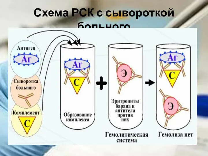 Схема РСК с сывороткой больного