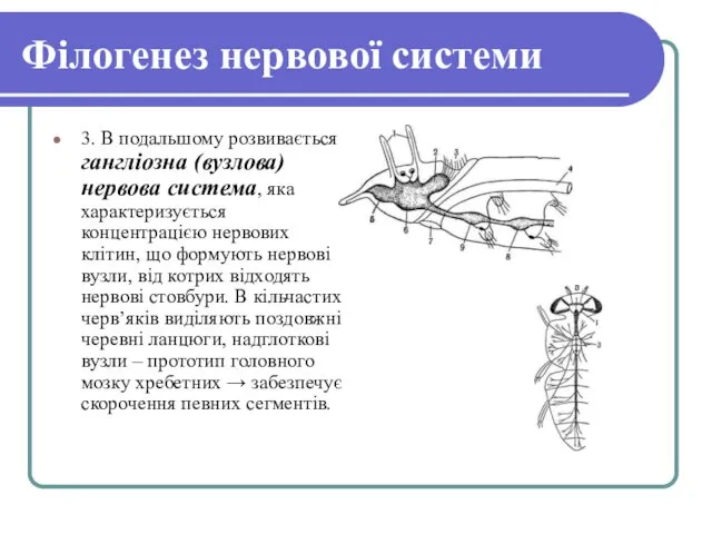 Філогенез нервової системи 3. В подальшому розвивається гангліозна (вузлова) нервова