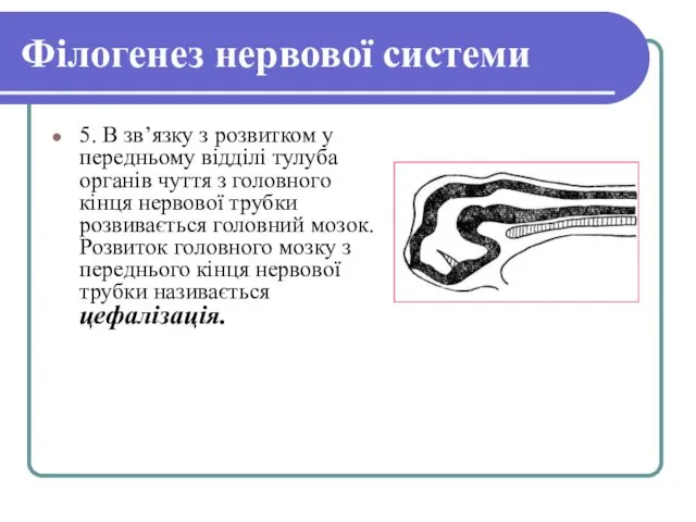 Філогенез нервової системи 5. В зв’язку з розвитком у передньому