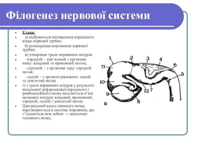 Філогенез нервової системи Етапи: а) відбувається потовщення переднього кінця нервової