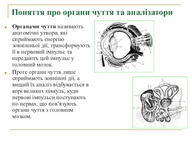 Поняття про органи чуття та аналізатори Органами чуття називають анатомічні