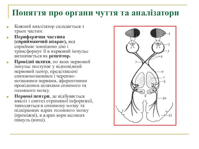 Поняття про органи чуття та аналізатори Кожний аналізатор складається з