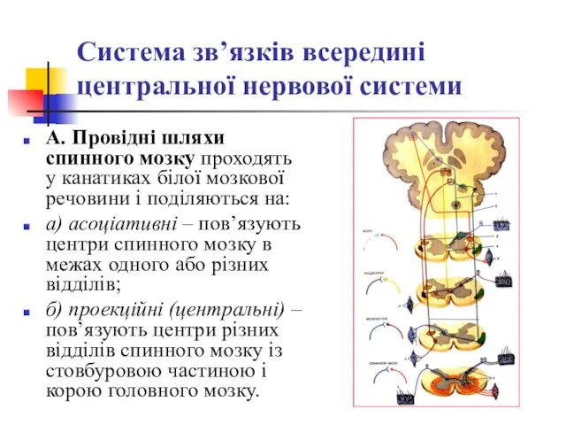 Система зв’язків всередині центральної нервової системи А. Провідні шляхи спинного