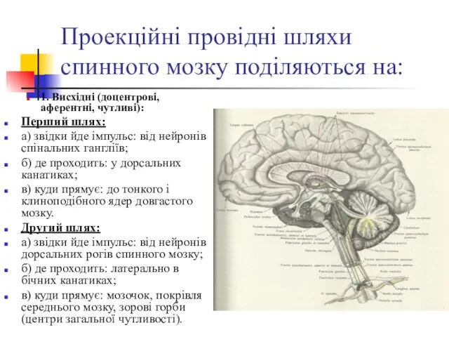 Проекційні провідні шляхи спинного мозку поділяються на: 1. Висхідні (доцентрові,