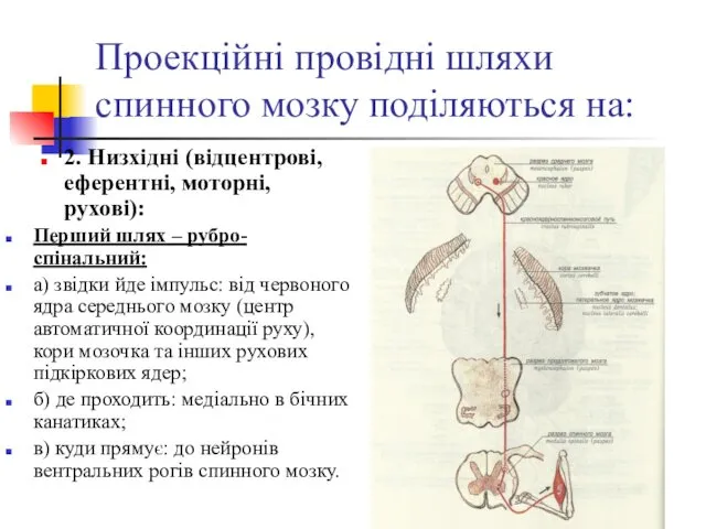 Проекційні провідні шляхи спинного мозку поділяються на: 2. Низхідні (відцентрові,