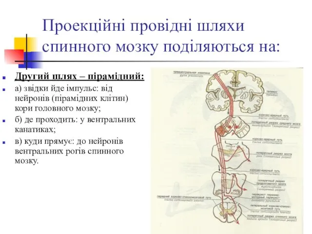 Проекційні провідні шляхи спинного мозку поділяються на: Другий шлях –