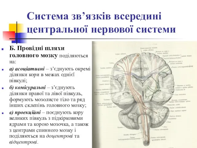 Система зв’язків всередині центральної нервової системи Б. Провідні шляхи головного
