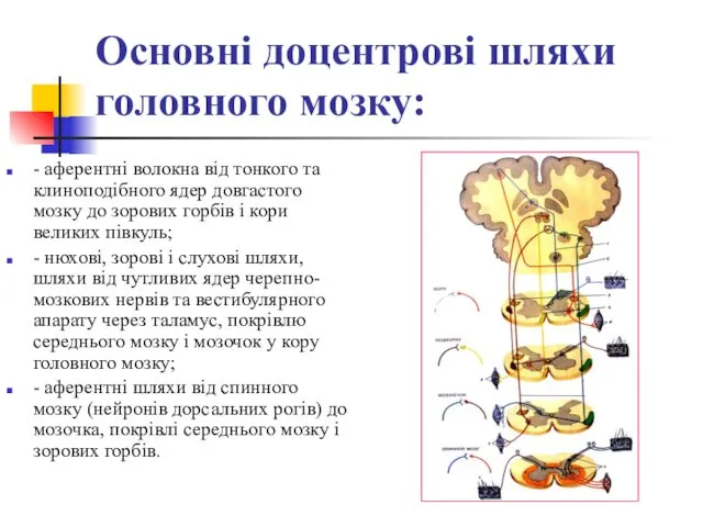 Основні доцентрові шляхи головного мозку: - аферентні волокна від тонкого