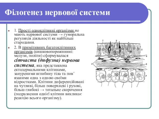 Філогенез нервової системи 1. Прості одноклітинні організми не мають нервової