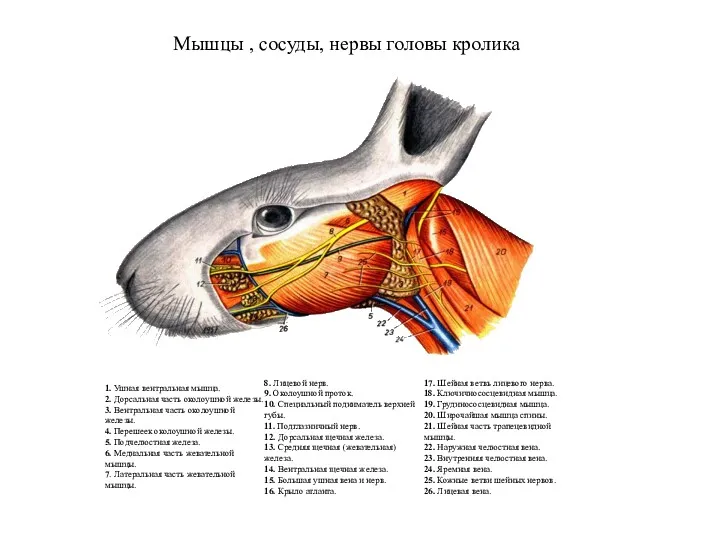 Мышцы , сосуды, нервы головы кролика