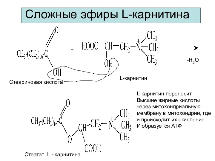 Сложные эфиры L-карнитина L-карнитин -Н2О Стеариновая кислота Стеатат L - карнитина L-карнитин переносит