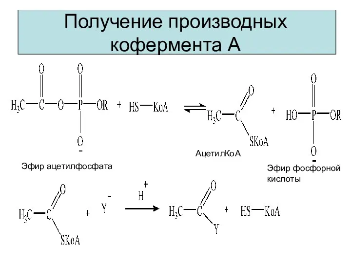 Получение производных кофермента А Эфир ацетилфосфата АцетилКоА Эфир фосфорной кислоты