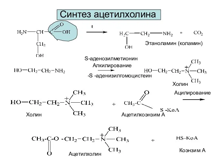 Синтез ацетилхолина S-аденозилметионин Холин Этаноламин (коламин) Холин Ацетилкоэнзим А Ацетилхолин Коэнзим А Алкилирование Ацилирование -S -аденизилгомоцистеин