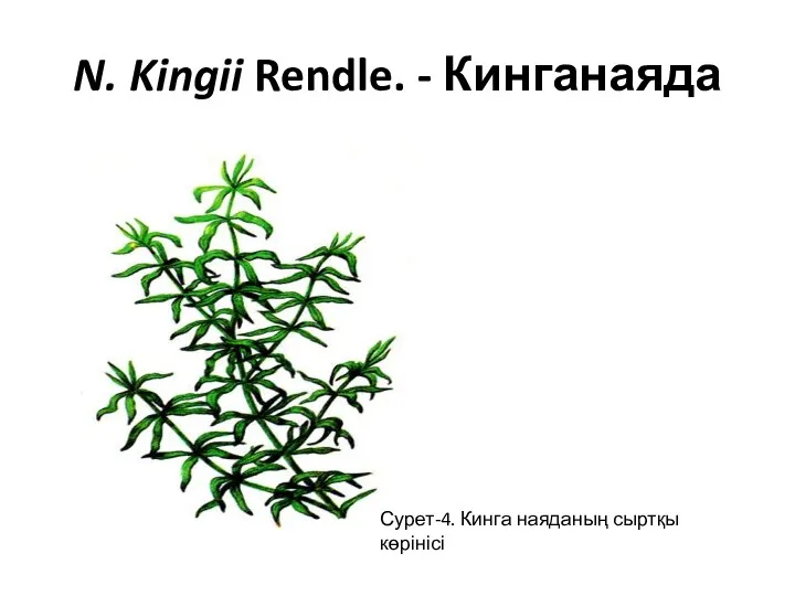 N. Kingii Rendle. - Кинганаяда Сурет-4. Кинга наяданың сыртқы көрінісі