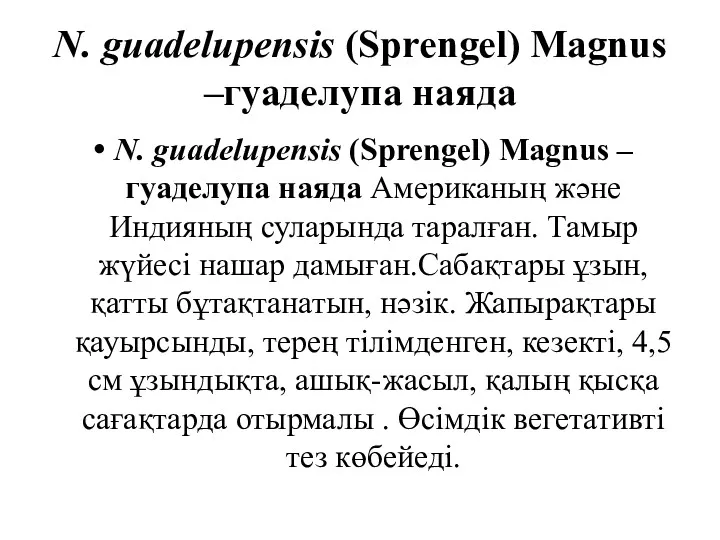 N. guadelupensis (Sprengel) Magnus –гуаделупа наяда N. guadelupensis (Sprengel) Magnus –гуаделупа наяда Американың