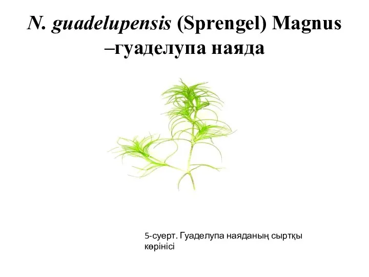 N. guadelupensis (Sprengel) Magnus –гуаделупа наяда 5-суерт. Гуаделупа наяданың сыртқы көрінісі