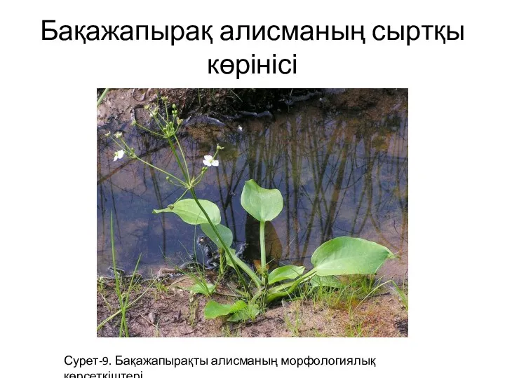 Бақажапырақ алисманың сыртқы көрінісі Сурет-9. Бақажапырақты алисманың морфологиялық көрсеткіштері