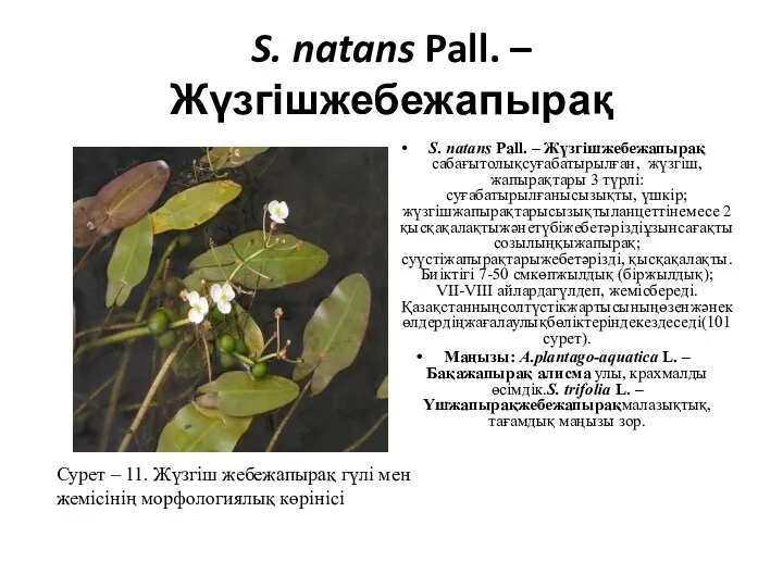 S. natans Pall. – Жүзгішжебежапырақ S. natans Pall. – Жүзгішжебежапырақ сабағытолықсуғабатырылған, жүзгіш, жапырақтары