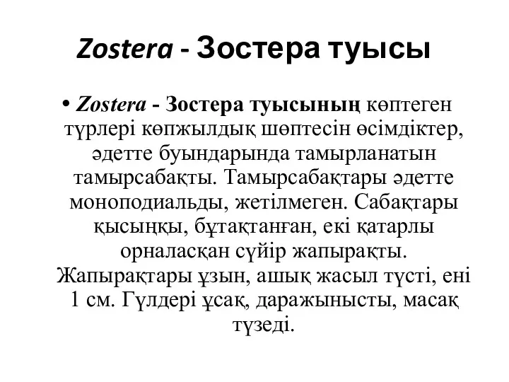 Zostera - Зостера туысы Zostera - Зостера туысының көптеген түрлері көпжылдық шөптесін өсімдіктер,