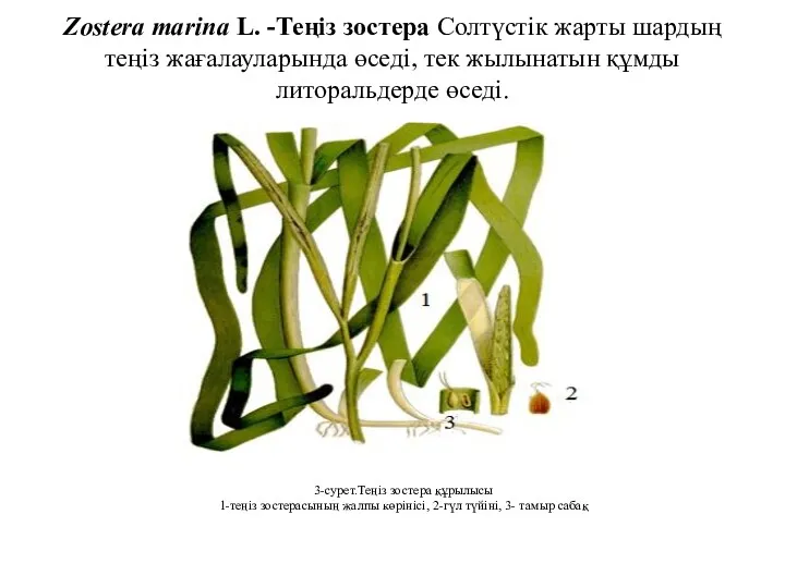 Zostera marina L. -Теңіз зостера Солтүстік жарты шардың теңіз жағалауларында