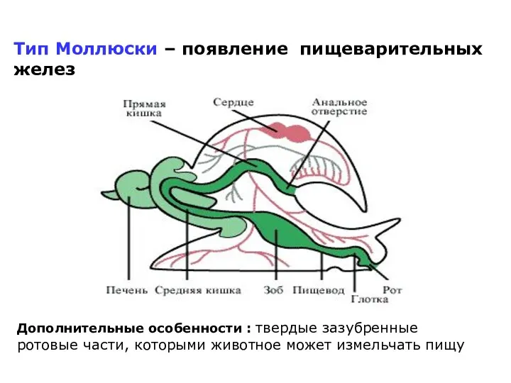 Тип Моллюски – появление пищеварительных желез Дополнительные особенности : твердые