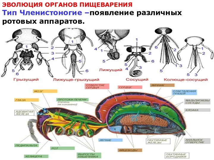 ЭВОЛЮЦИЯ ОРГАНОВ ПИЩЕВАРЕНИЯ Тип Членистоногие –появление различных ротовых аппаратов.