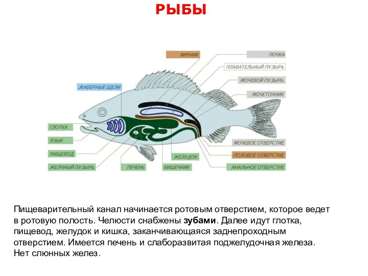 РЫБЫ Пищеварительный канал начинается ротовым отверстием, которое ведет в ротовую