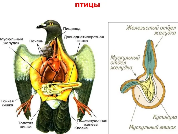 птицы