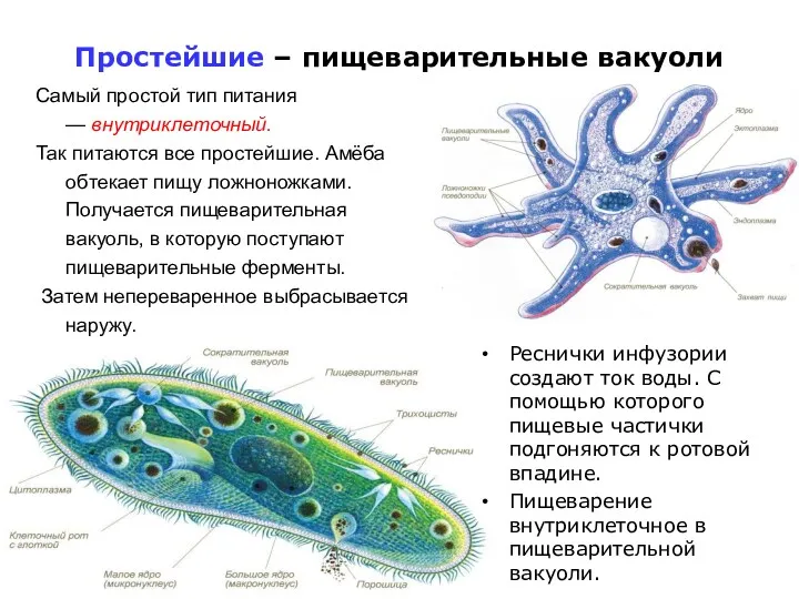 Простейшие – пищеварительные вакуоли Самый простой тип питания — внутриклеточный.