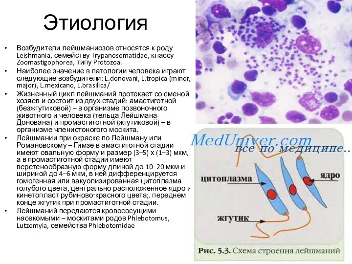 Этиология Возбудители лейшманиозов относятся к роду Leishmania, семейству Trypanosomatidae, классу