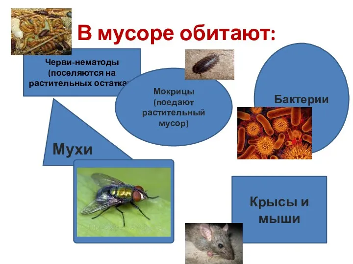 В мусоре обитают: Черви-нематоды (поселяются на растительных остатках) Мокрицы (поедают