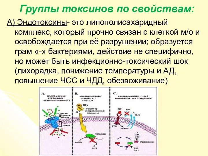 Группы токсинов по свойствам: А) Эндотоксины- это липополисахаридный комплекс, который