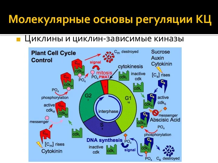 Молекулярные основы регуляции КЦ Циклины и циклин-зависимые киназы