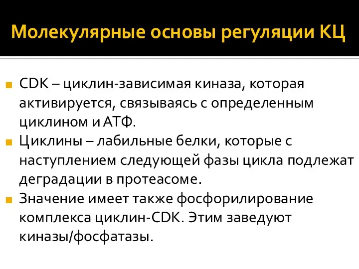 Молекулярные основы регуляции КЦ CDK – циклин-зависимая киназа, которая активируется,