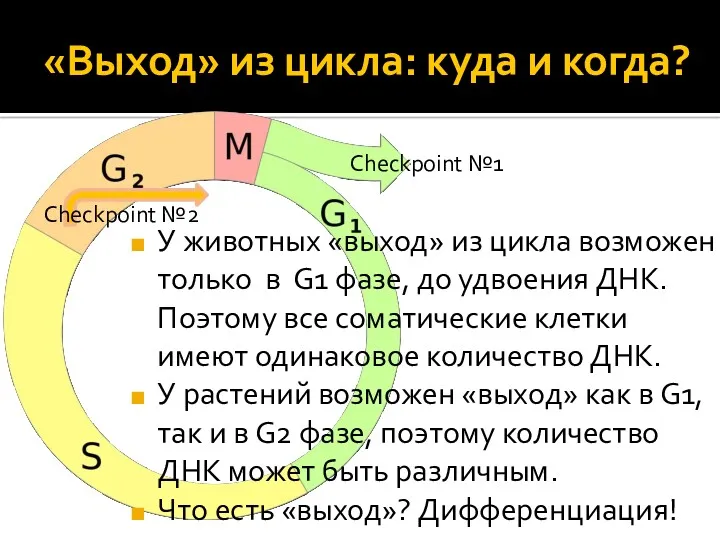 «Выход» из цикла: куда и когда? У животных «выход» из