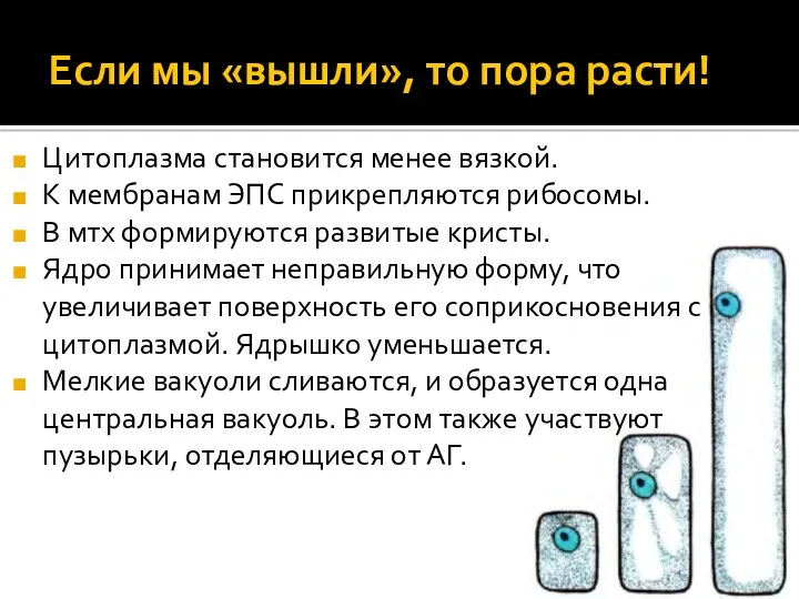 Если мы «вышли», то пора расти! Цитоплазма становится менее вязкой.