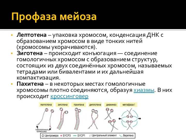 Профаза мейоза Лептотена – упаковка хромосом, конденсация ДНК с образованием