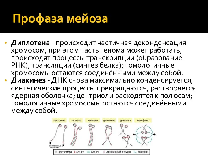 Профаза мейоза Диплотена - происходит частичная деконденсация хромосом, при этом