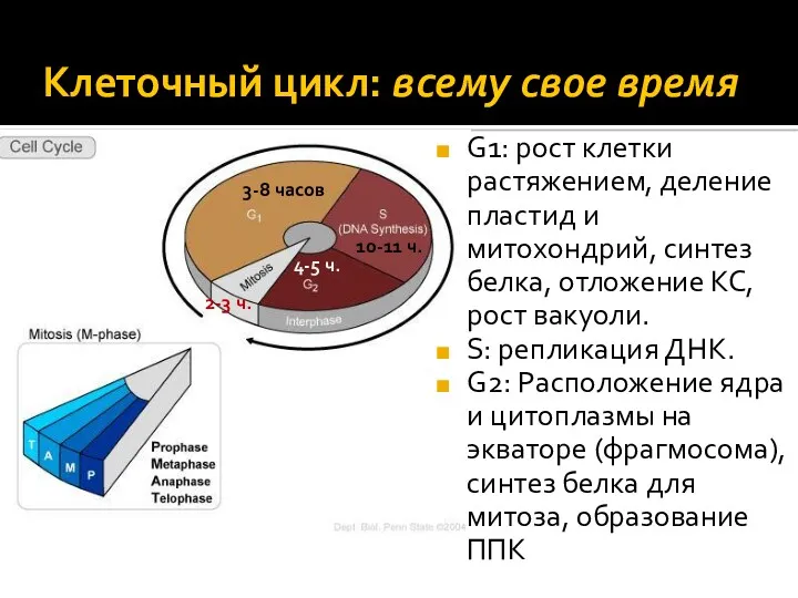 Клеточный цикл: всему свое время G1: рост клетки растяжением, деление