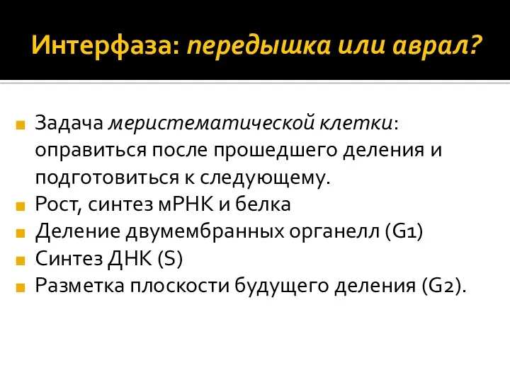 Интерфаза: передышка или аврал? Задача меристематической клетки: оправиться после прошедшего