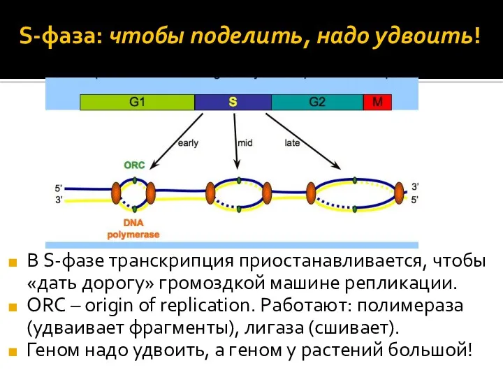 S-фаза: чтобы поделить, надо удвоить! В S-фазе транскрипция приостанавливается, чтобы