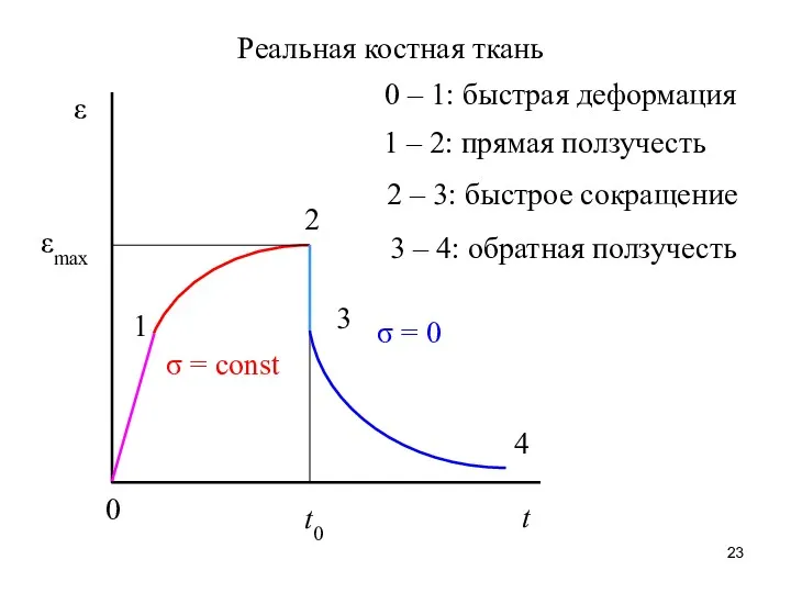 Реальная костная ткань ε t t0 σ = const σ