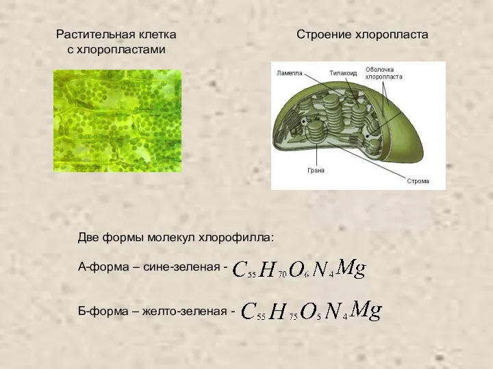 Строение хлоропласта Растительная клетка с хлоропластами Две формы молекул хлорофилла: А-форма – сине-зеленая