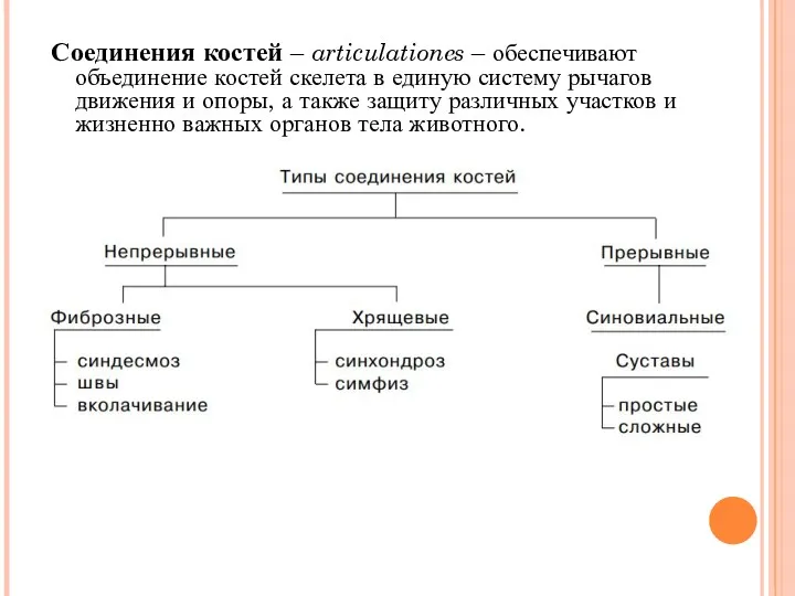 Соединения костей – articulationes – обеспечивают объединение костей скелета в