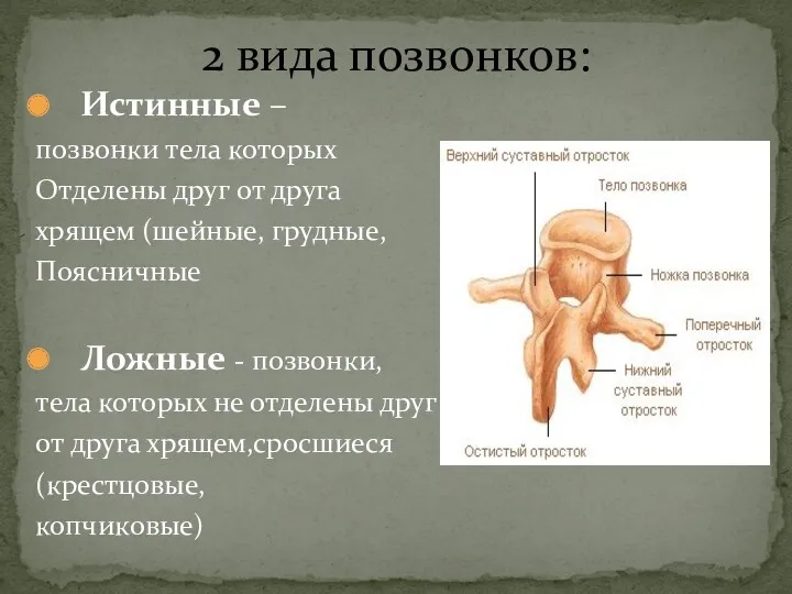 2 вида позвонков: Истинные – позвонки тела которых Отделены друг