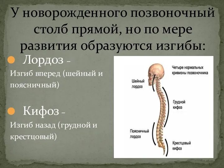 У новорожденного позвоночный столб прямой, но по мере развития образуются